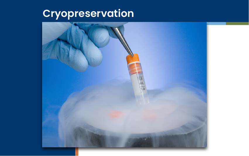 cryopreservation