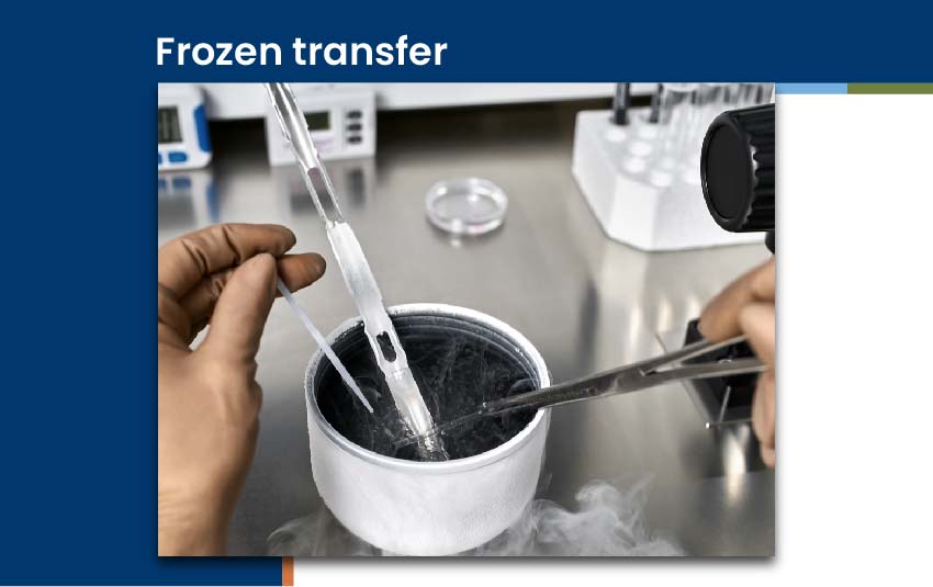 frozen-transfer