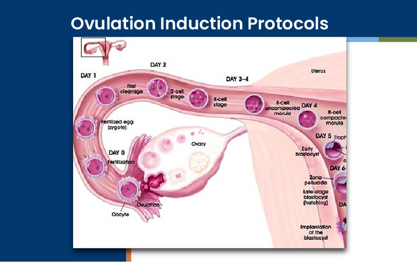 ovulation-induction-protocols (1)