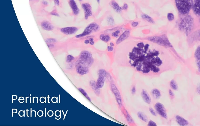 perinatal-pathology-jpg
