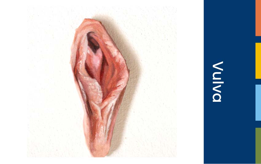 vulva